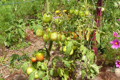 Tomate 'Omas Beste' 