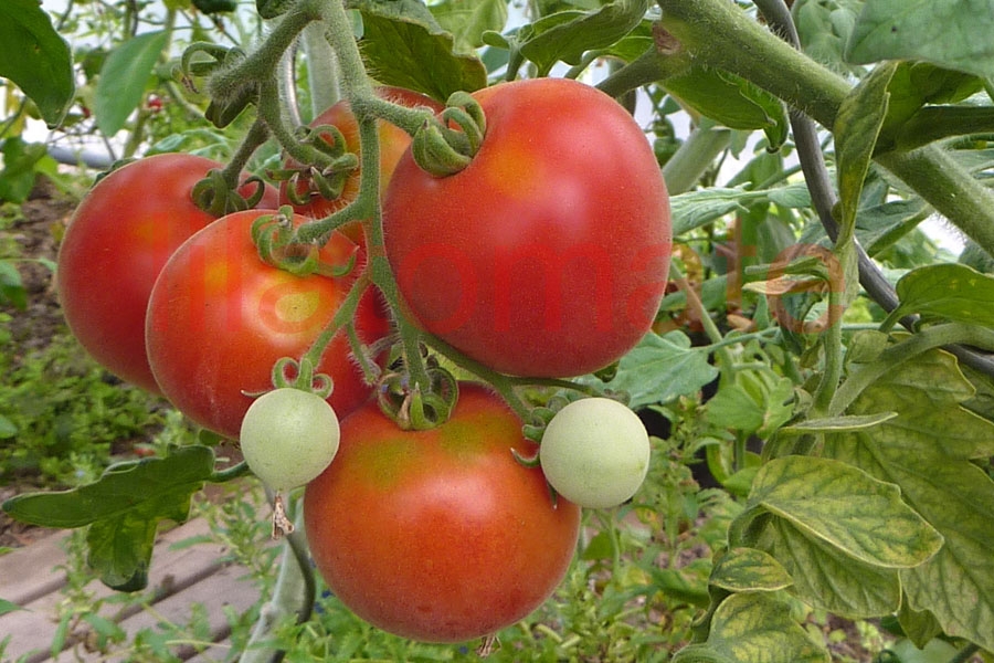 Tomate 'Roter Pfirsich' 