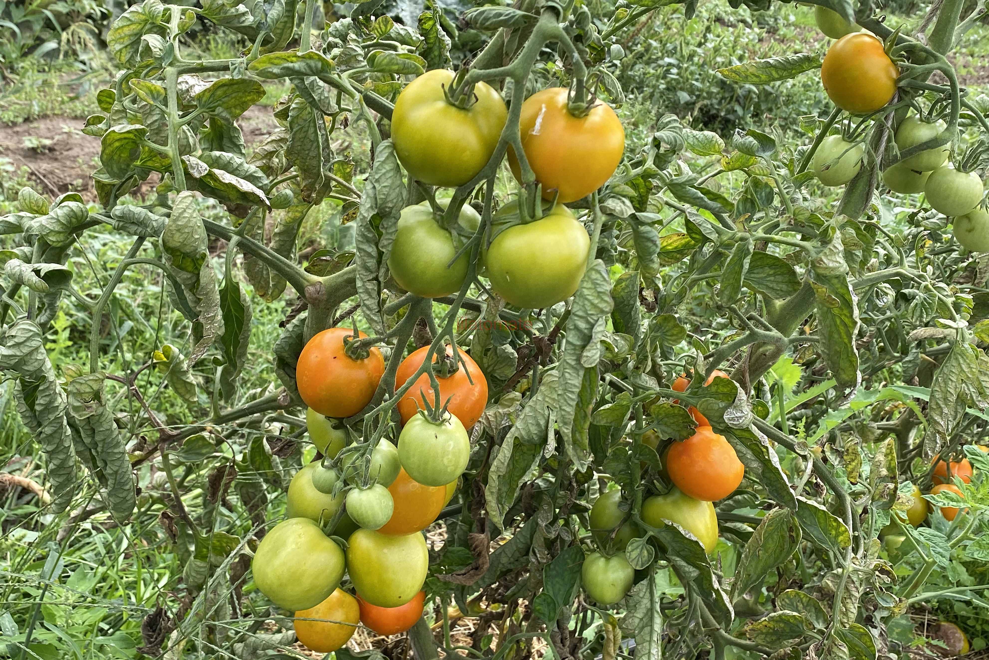 Tomate 'Tolle Rote Runde' (Arbeitstitel) 