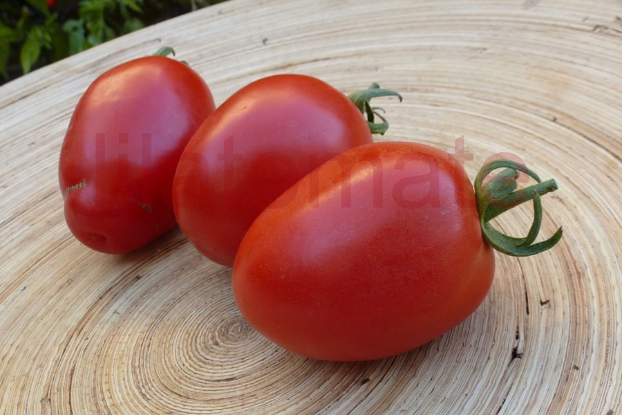 Tomate 'Indian Mayan' Saatgut