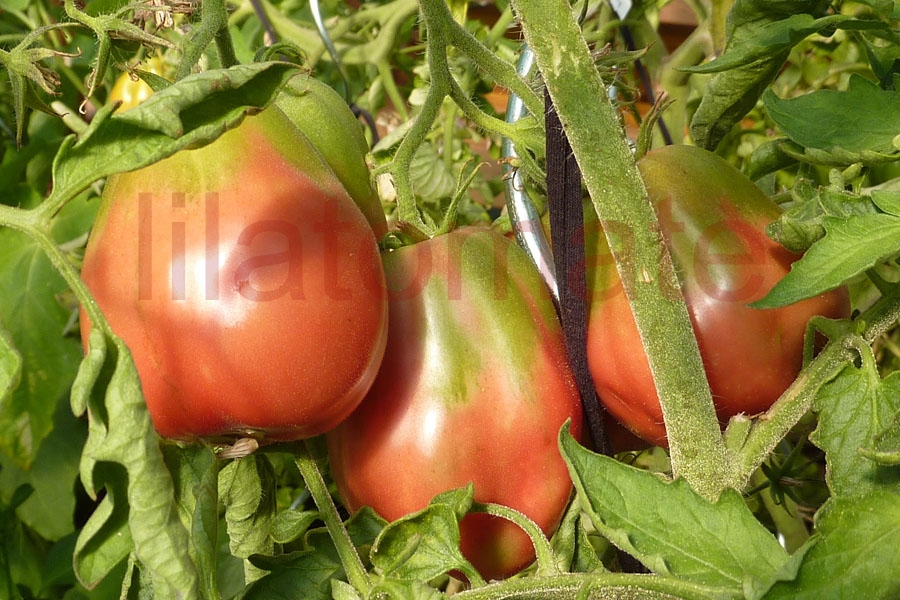 Tomate 'Herztomate aus Neuseeland' (Arbeitstitel) Saatgut