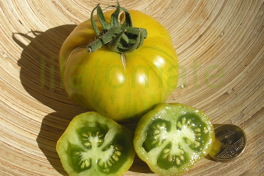 Tomate 'Grün gelb gestreift flachrund' Arbeitstitel 