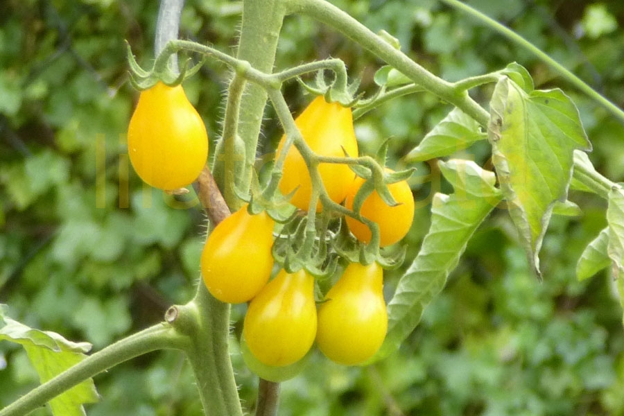 Tomate 'Birnenförmige gelbe Cocktailtomate'  Saatgut