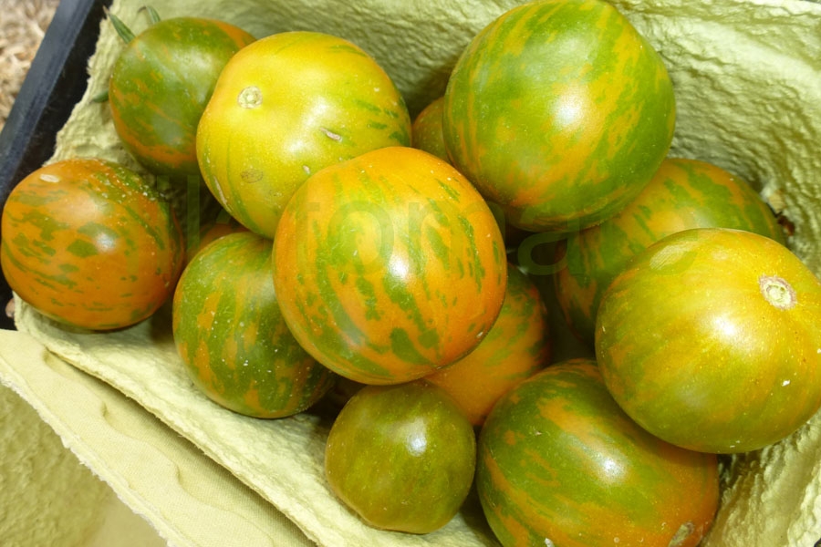 Tomate 'Grüne Zebra, Cherry'   ('Green Zebra, Cherry')