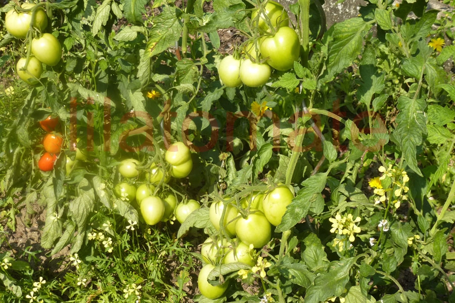 Tomate 'Omas Beste' 