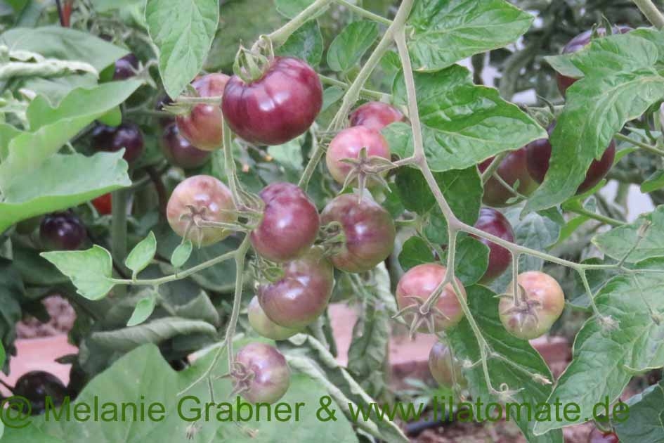 Tomate 'Königin der Nacht' Saatgut