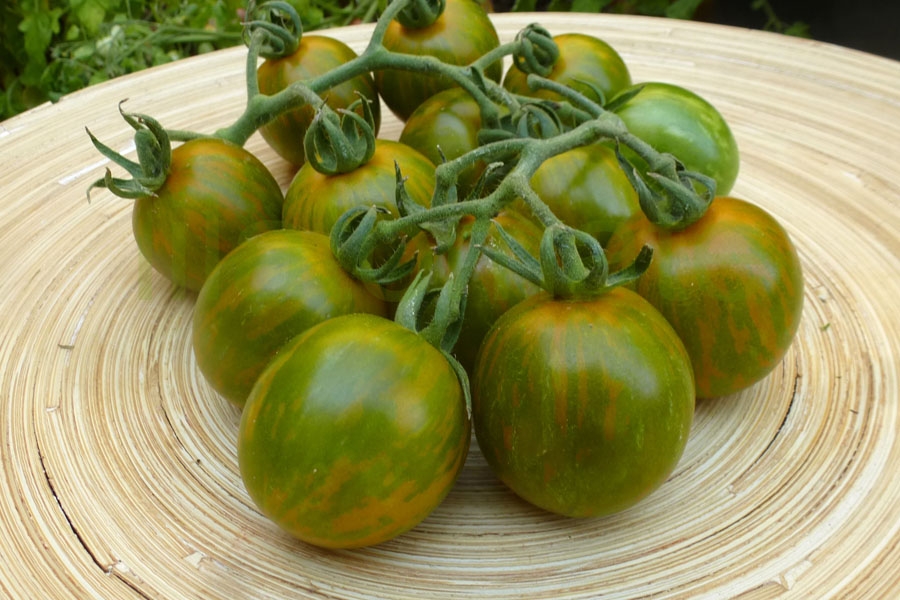 Tomate 'Grüne Zebra, Cherry'   ('Green Zebra, Cherry')