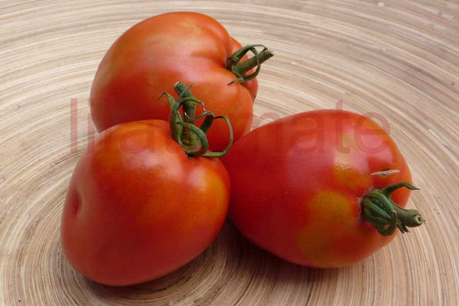 Tomate 'Kasachstan Rote Flasche' Saatgut