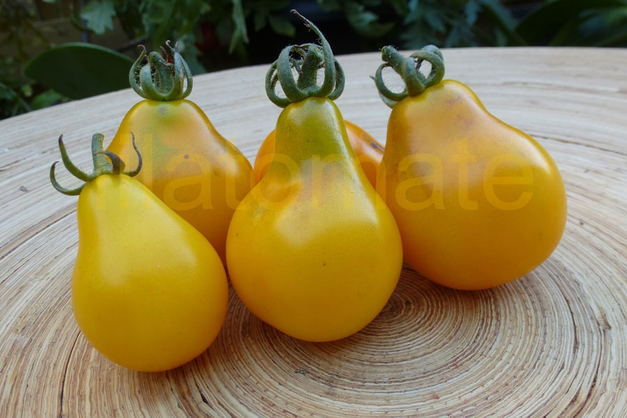 Tomate 'Birnenförmige gelbe Mittelgroße' = 'Gelb Oval' Saatgut