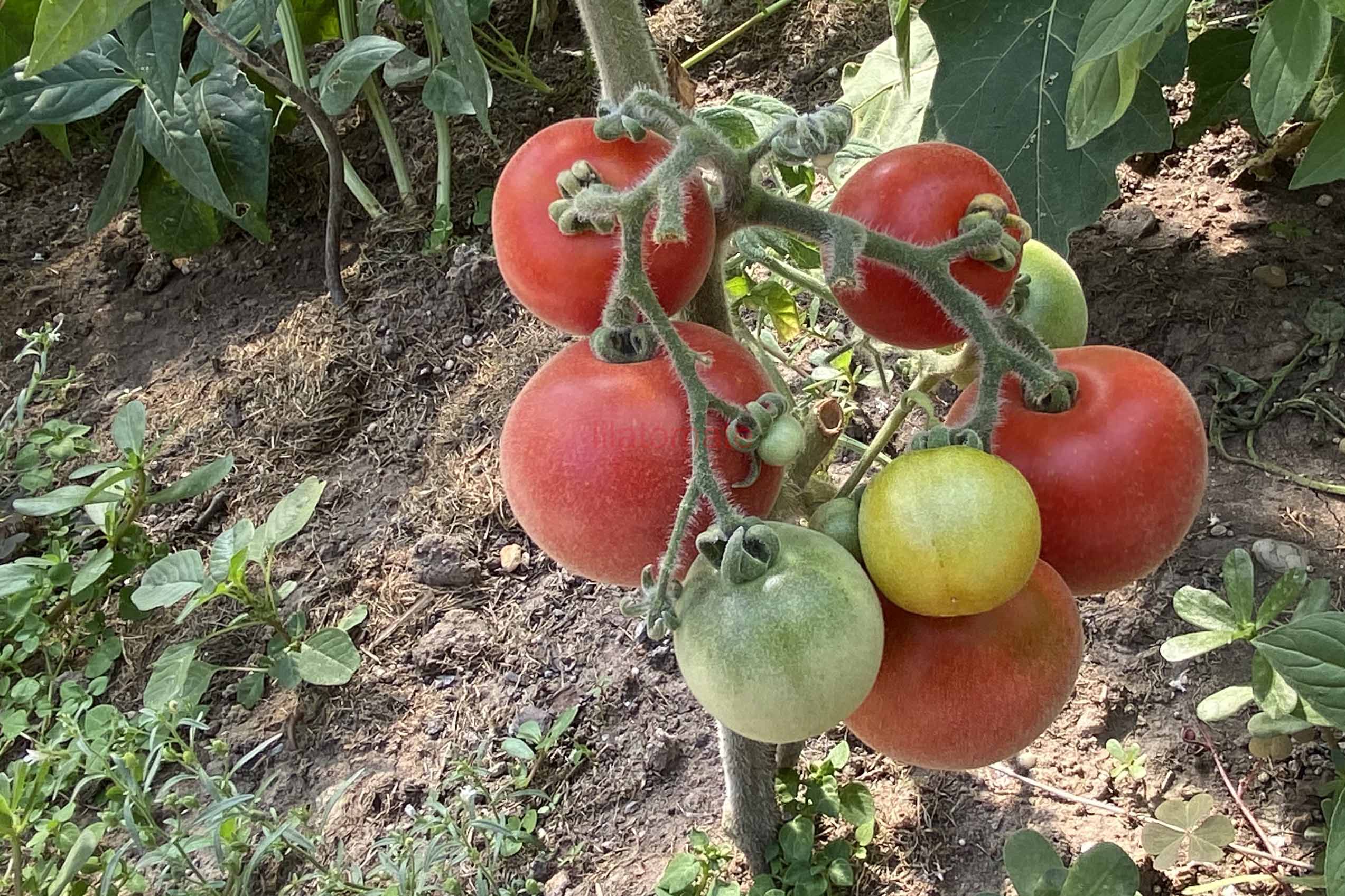 Tomate 'Roter Pfirsich' 