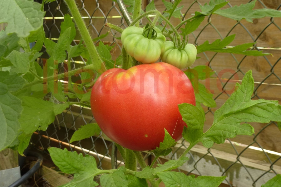 Tomate 'Schlesische Himbeere' 