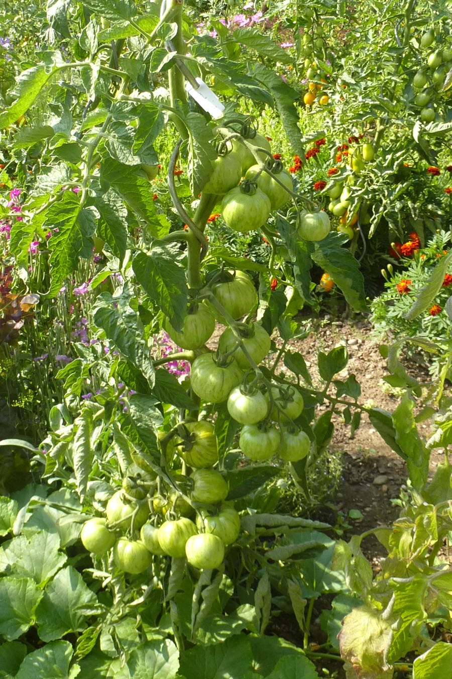 Tomate 'Grün gelb gestreift flachrund' Arbeitstitel 