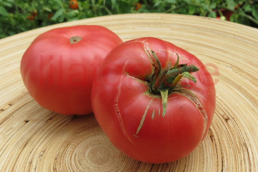 Tomate 'Schlesische Himbeere' 