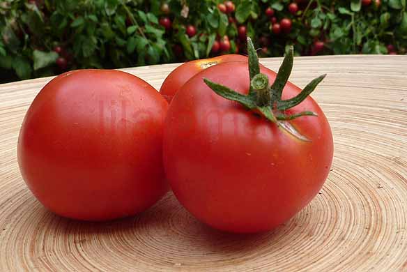 Tomate 'Rotkäppchen' 