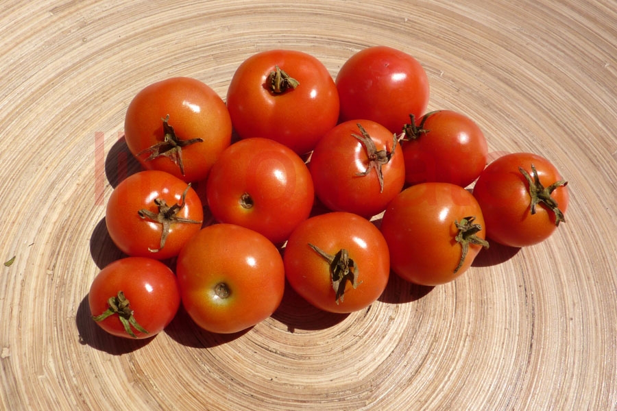 Tomate 'Silbertanne' 