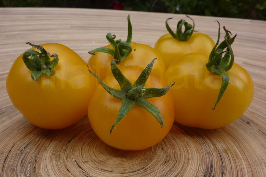 Tomate 'Gelbe Königin' 