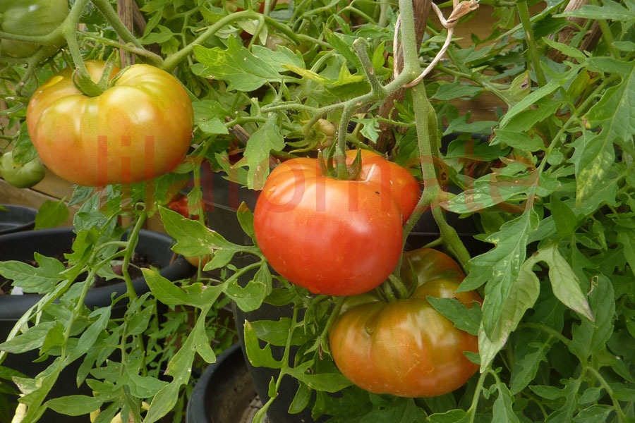 Tomate 'Silbertanne' 