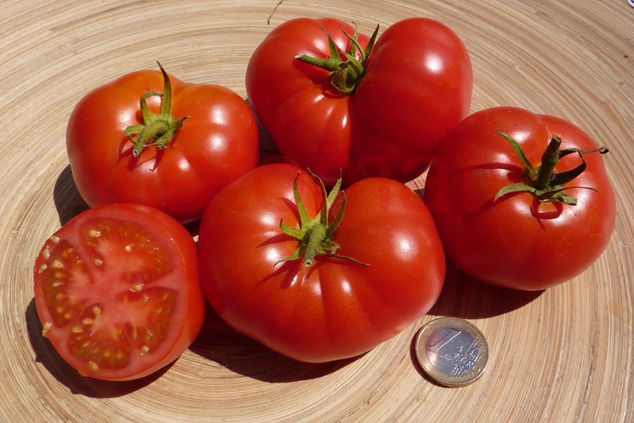 Tomate 'Silbertanne' 