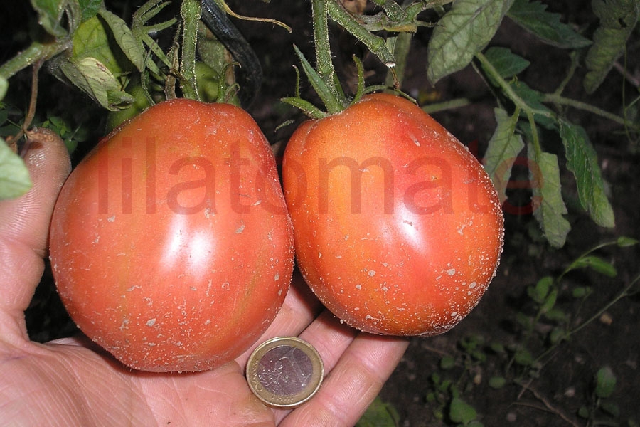 Tomate 'Herztomate aus Neuseeland' (Arbeitstitel) Saatgut