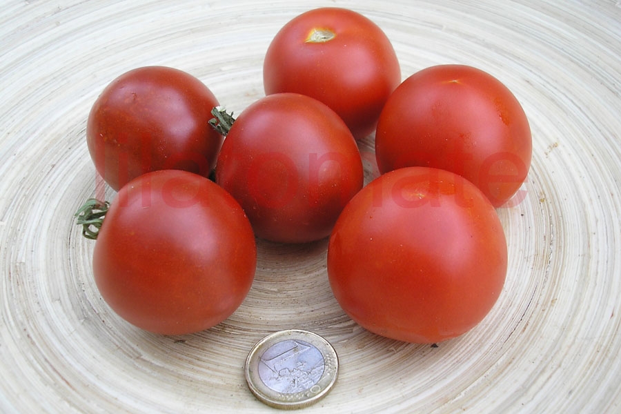 Tomate 'Sieger' 