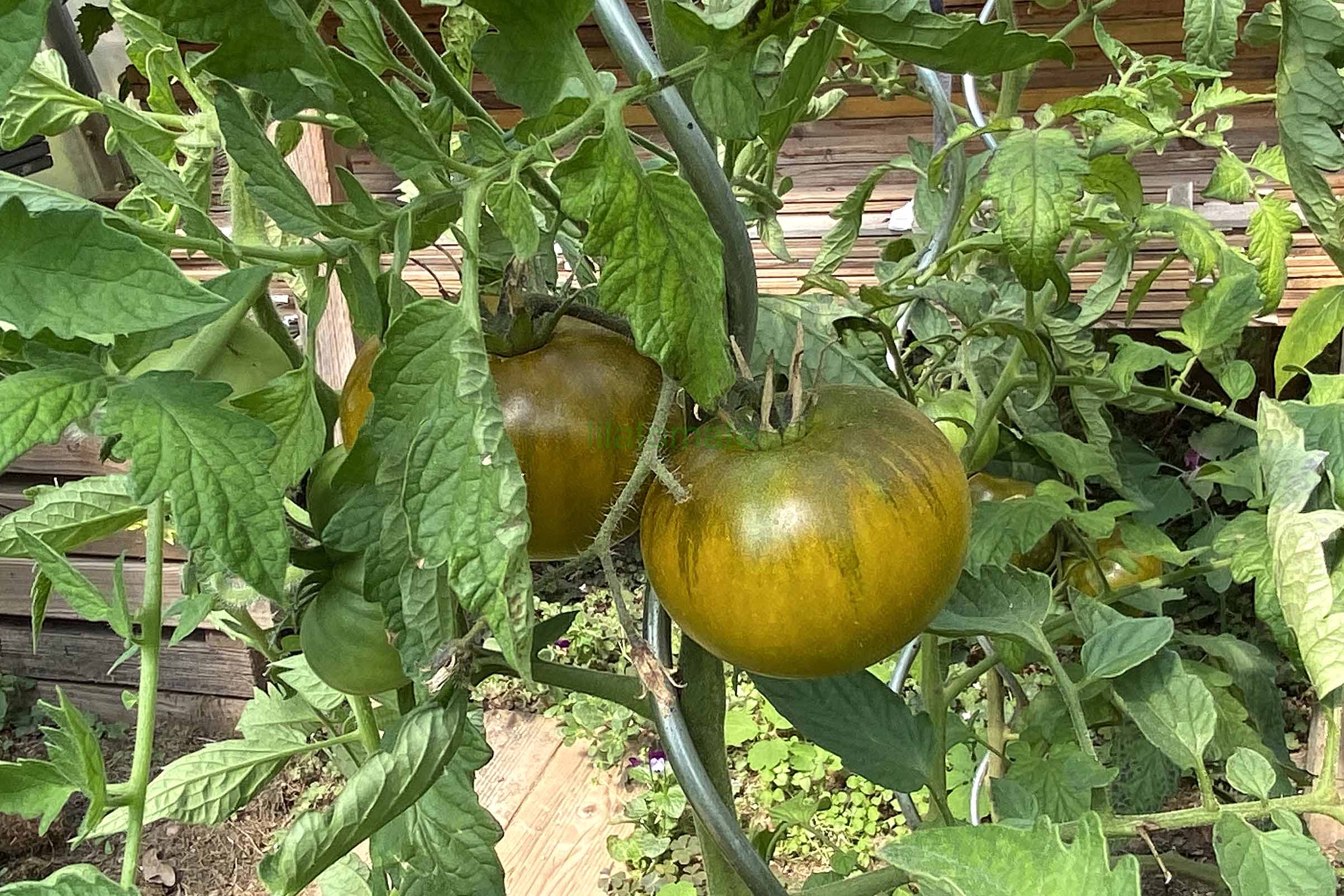 Tomate 'Smaragdapfel' 