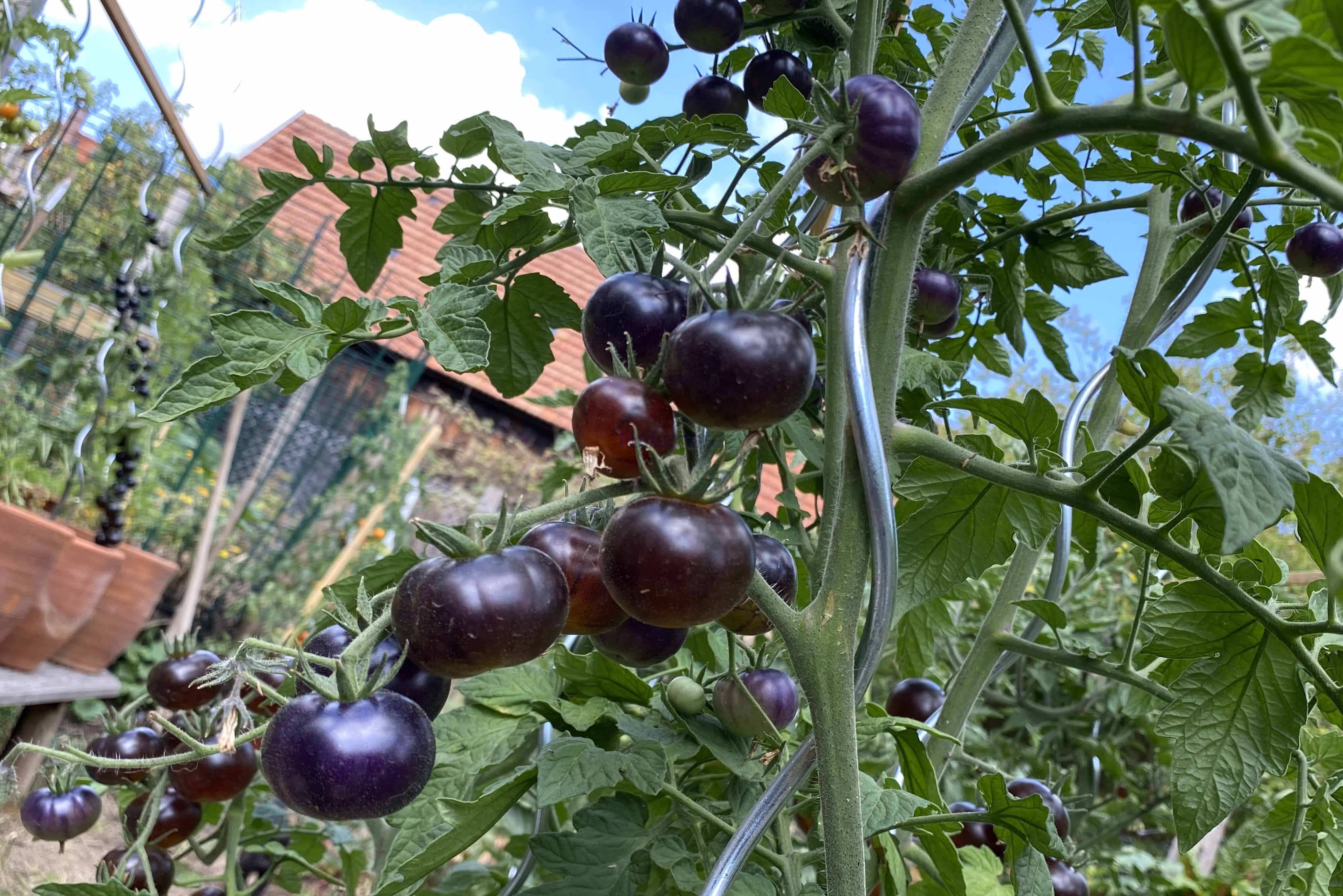 Tomate 'Elberta Leeway, blau' AT 