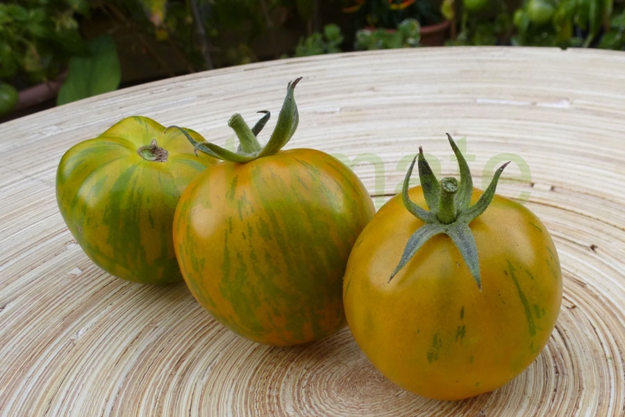 Tomate 'Grün gelb gestreift flachrund' Arbeitstitel 