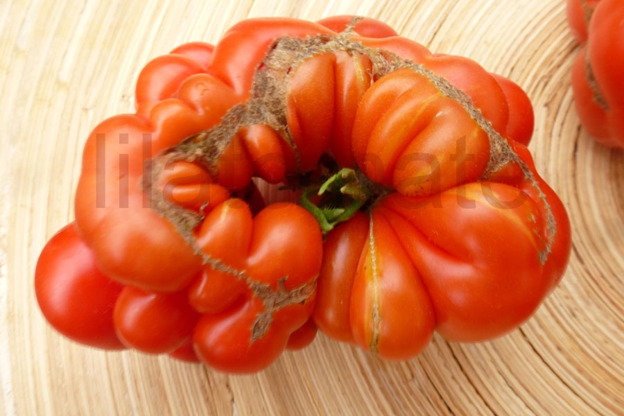 Tomate 'Reisetomate' 