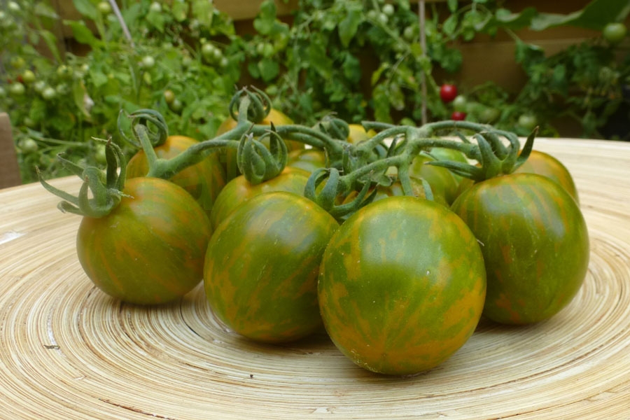 Tomate 'Grüne Zebra, Cherry'   ('Green Zebra, Cherry')