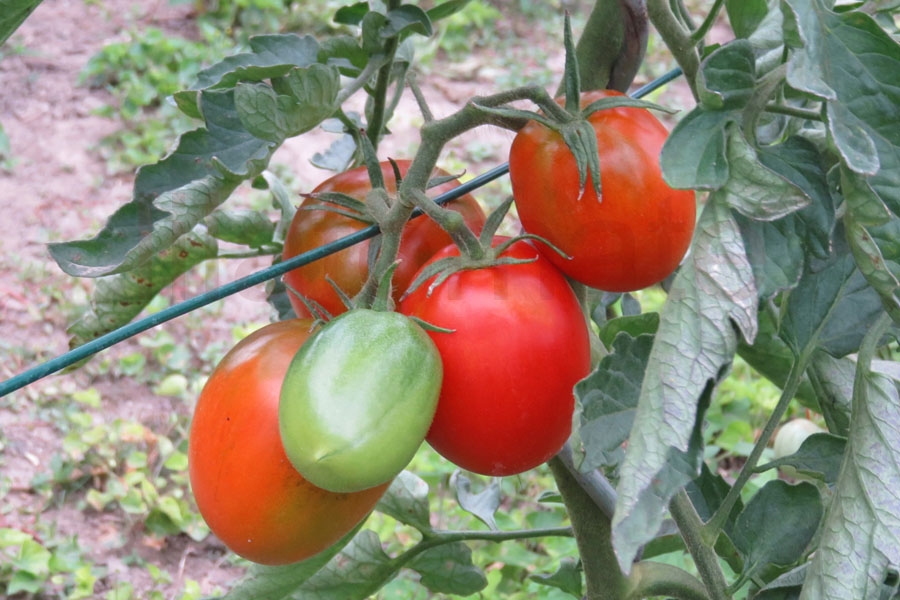 Tomate 'Elfriede' 