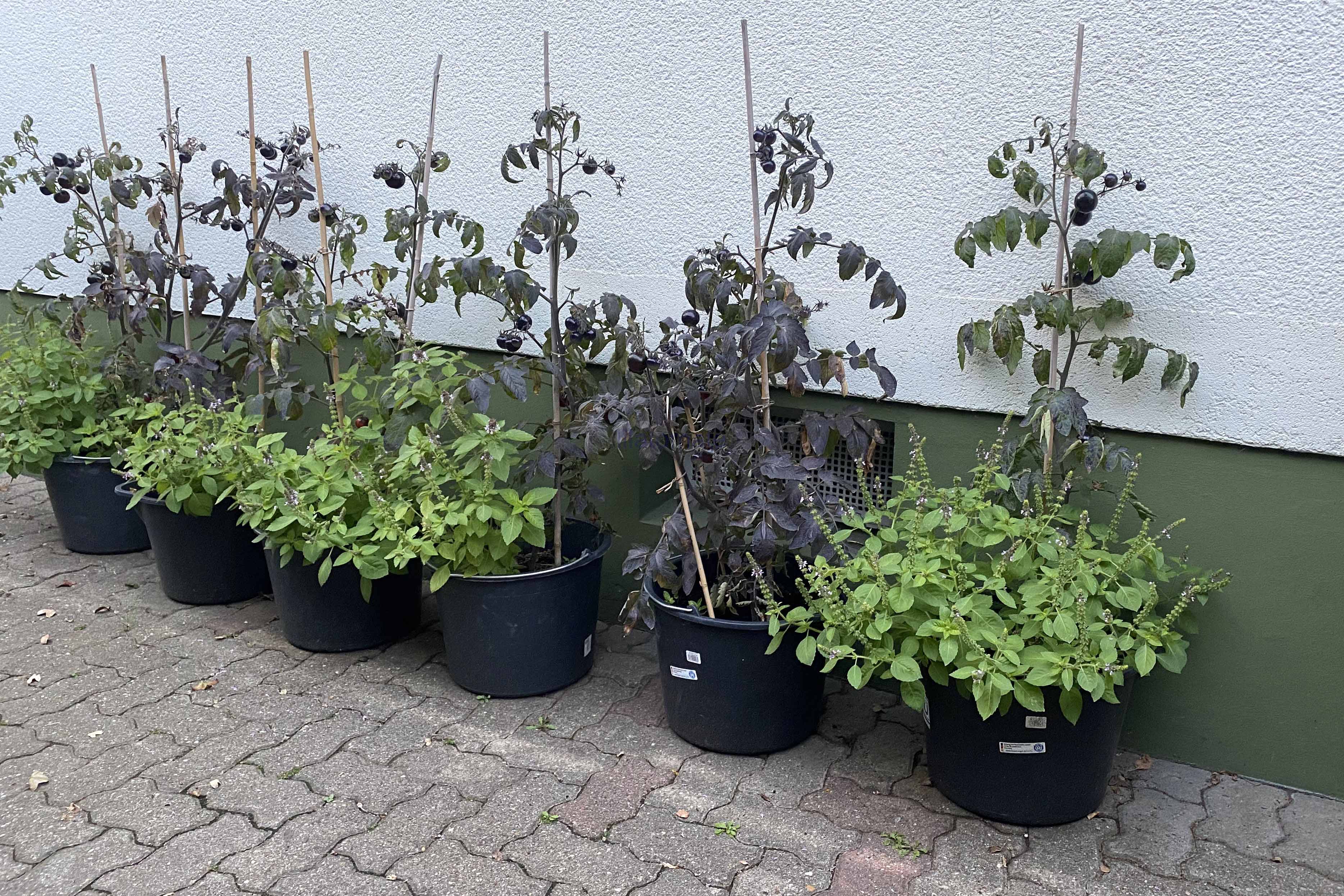 Tomate 'Indigo Rose, klein, rund', 'Indigo Rose, rund'