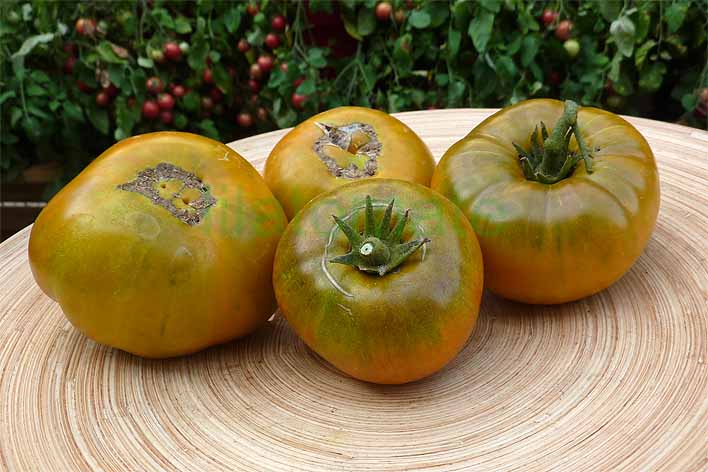 Tomate 'Smaragdapfel' 