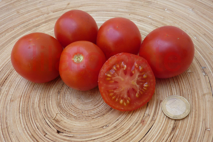 Tomate 'Handschuhsheimer Feldtomate, klein' (AT Arbeitstitel)