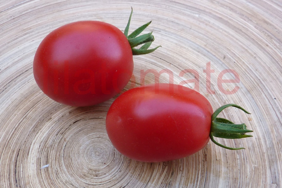 Tomate 'Omas Beste' 