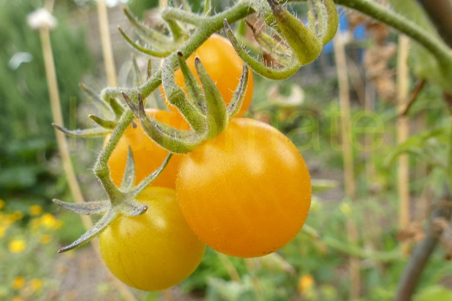 Tomate 'Gelbe Cocktail' 