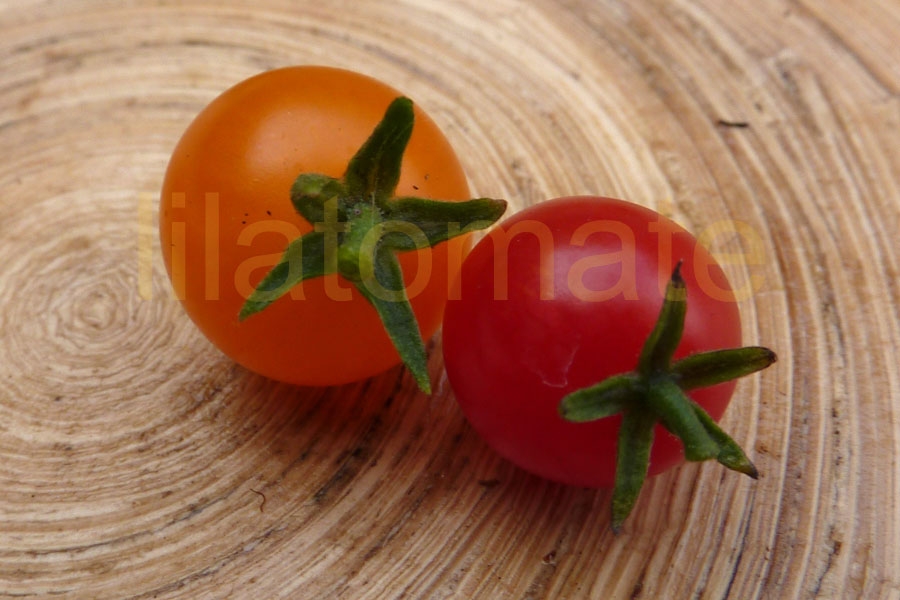 Tomate 'Johannisbeertomate gelb und/oder  rot' Sortenmischung Saatgut