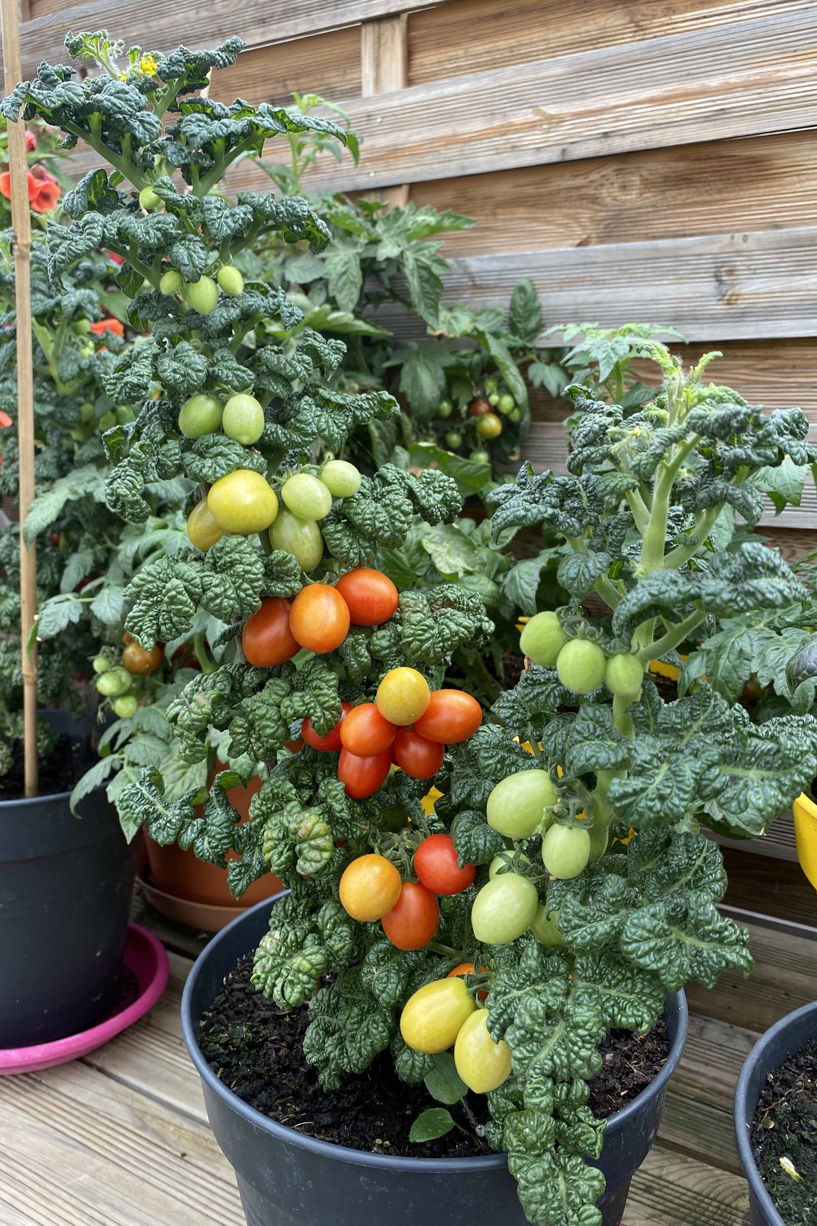 Tomate 'Mikrotomate' 