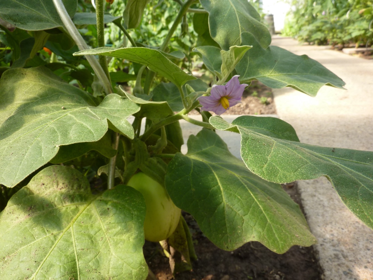 Aubergine 'Apple Green'