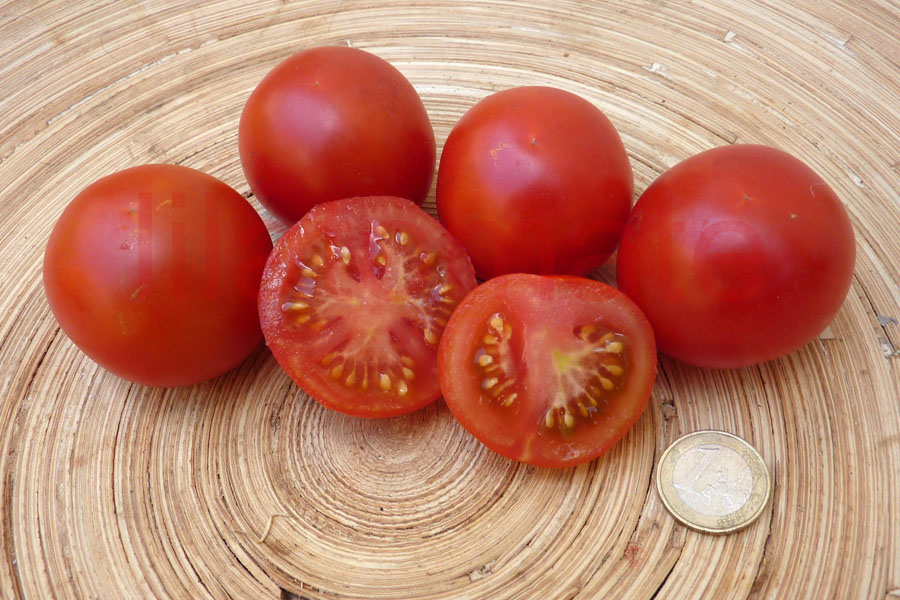 Tomate 'Handschuhsheimer Feldtomate, klein' (AT Arbeitstitel)