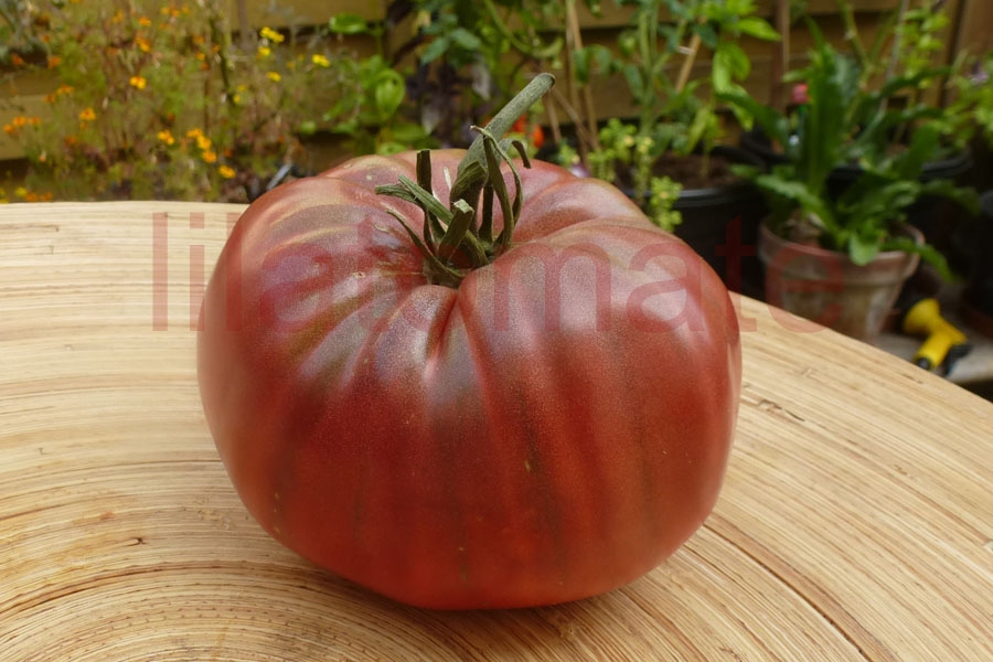 Tomate 'Price Purple' 