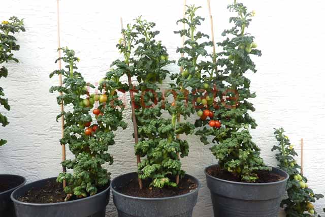 Tomate 'Mikrotomate' 