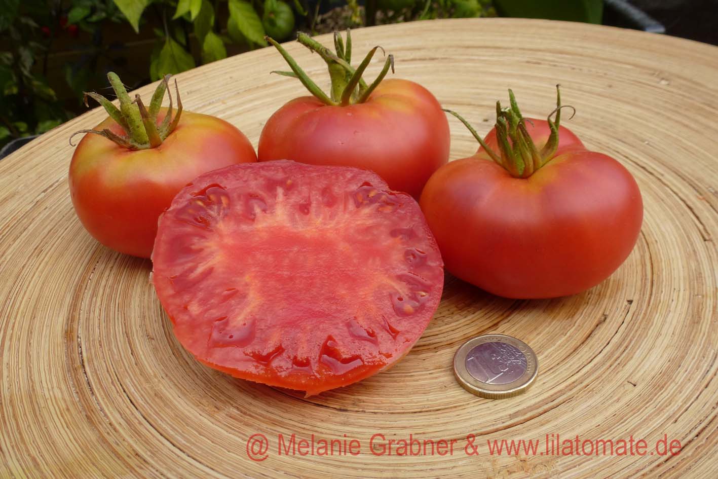 Alte Tomatensorten Saatgut Kaufen