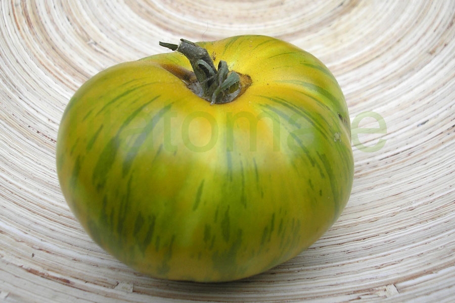 Tomate 'Grün gelb gestreift flachrund' Arbeitstitel 