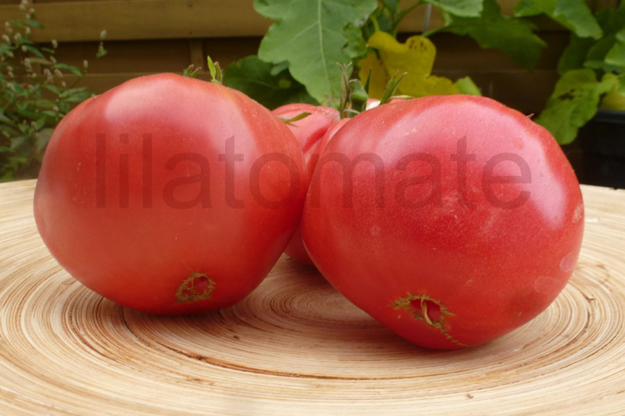 Tomate 'Mammouth German'