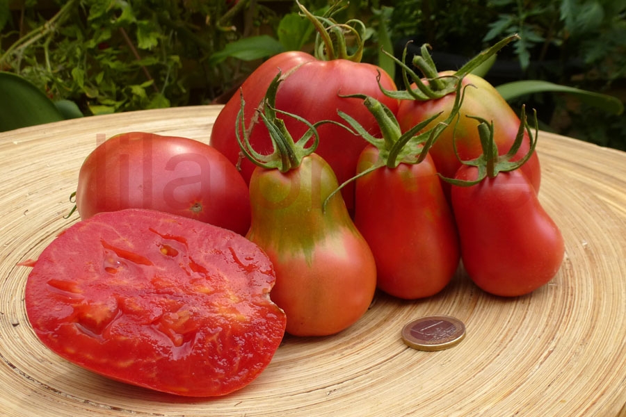 Tomate 'Herztomate aus Neuseeland' (Arbeitstitel) Saatgut