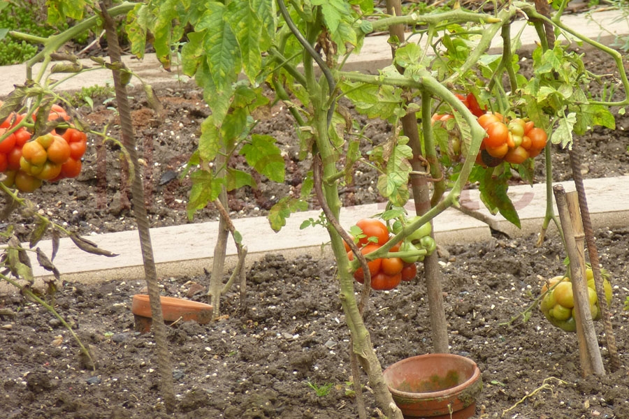 Tomate 'Reisetomate' 