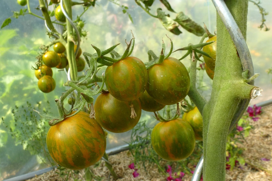 Tomate 'Grüne Zebra, Cherry'   ('Green Zebra, Cherry')