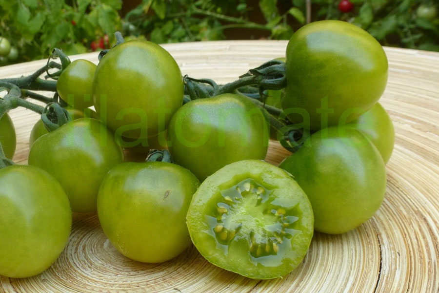 Tomate 'Green Doc' 