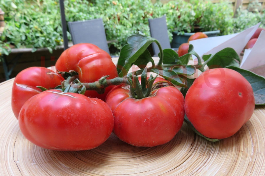 Tomate 'Vierländer Platte' 