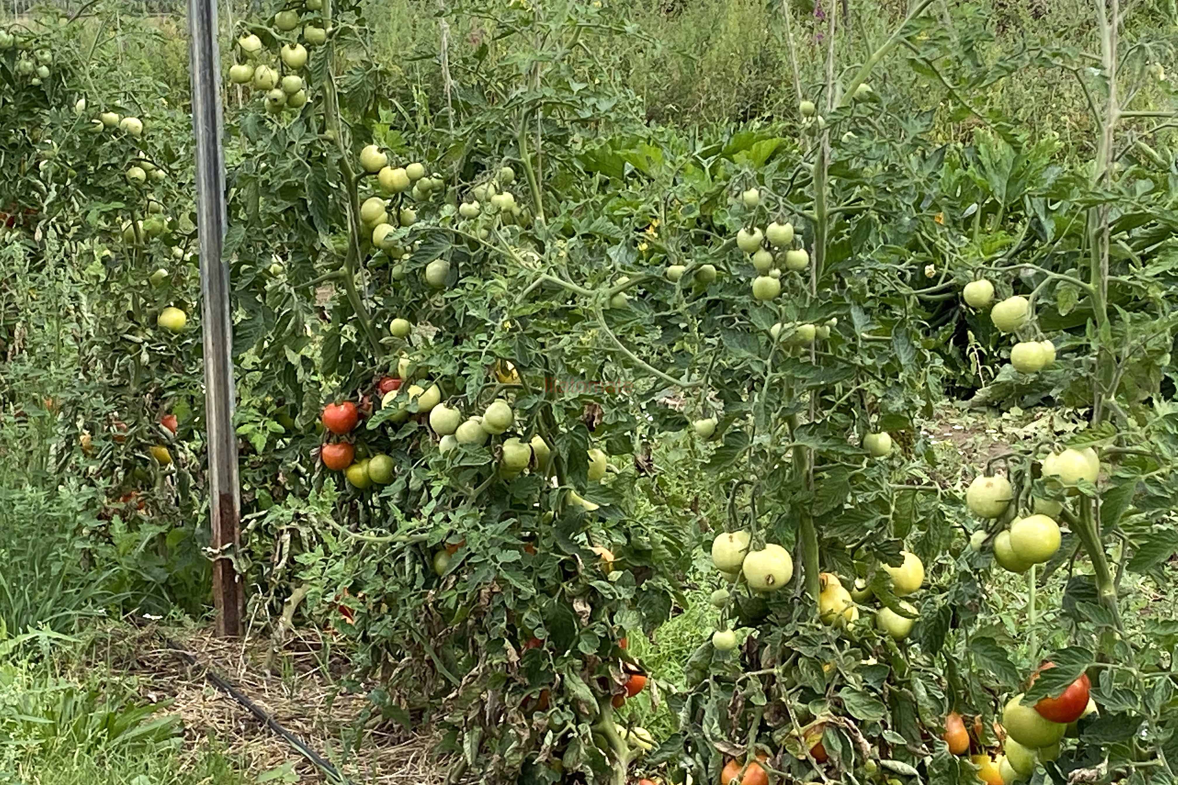 Tomate 'Tolle Rote Runde' (Arbeitstitel) 